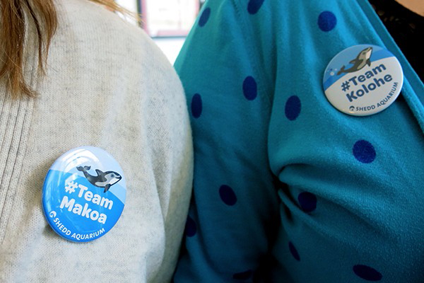 Shedd Aquarium baby dolphin buttons