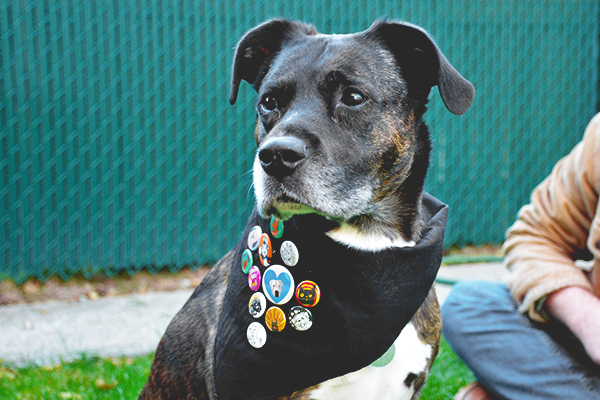 dog wearing a bandana with buttons on it